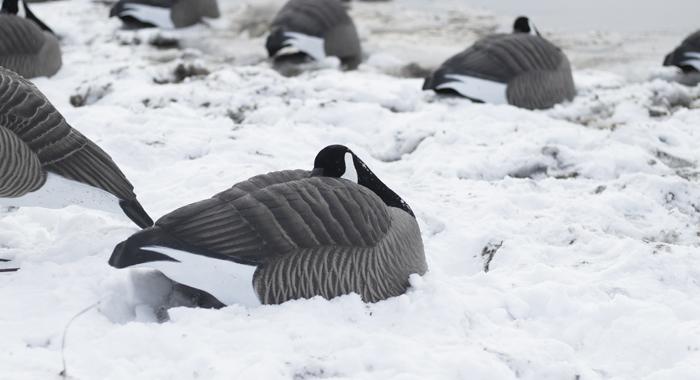  Avery Outdoors Hunting Gear Power Flag-Snow Goose : Hunting  Decoy Accessories : Sports & Outdoors